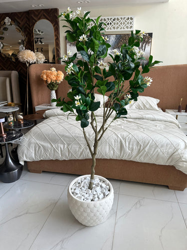 Jasmine Plant with Planter