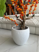 Orange Blossom Flower Plant with textured Planter