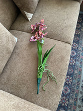 Cymbidium Orchids Pink