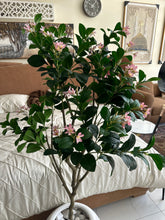 Jasmine Plant pink flowers with Planter