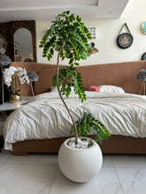 Greco Locust with Round White Texture Pot
