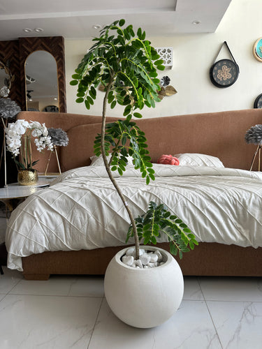 Greco Locust with Round White Texture Pot