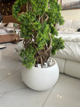Bonsai Plant with White Round Pot