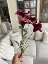 Velvet Lily Flowers 004