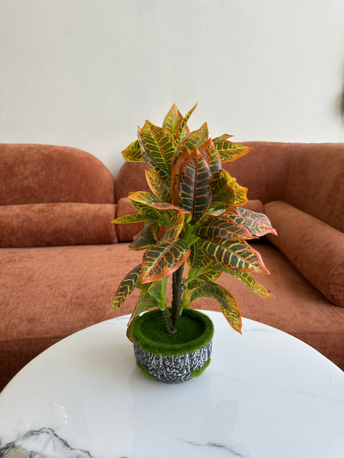 Sunset Plant