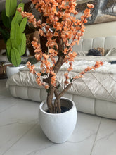 Peach Blossom Flower Plant with textured Planter