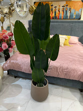 Banana plant and planter 036