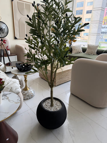Olive with Round Textured Pot