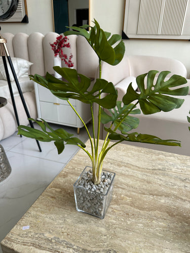 Glass Planter with Monstera Plant