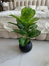 Round Pot  Plant (006)
