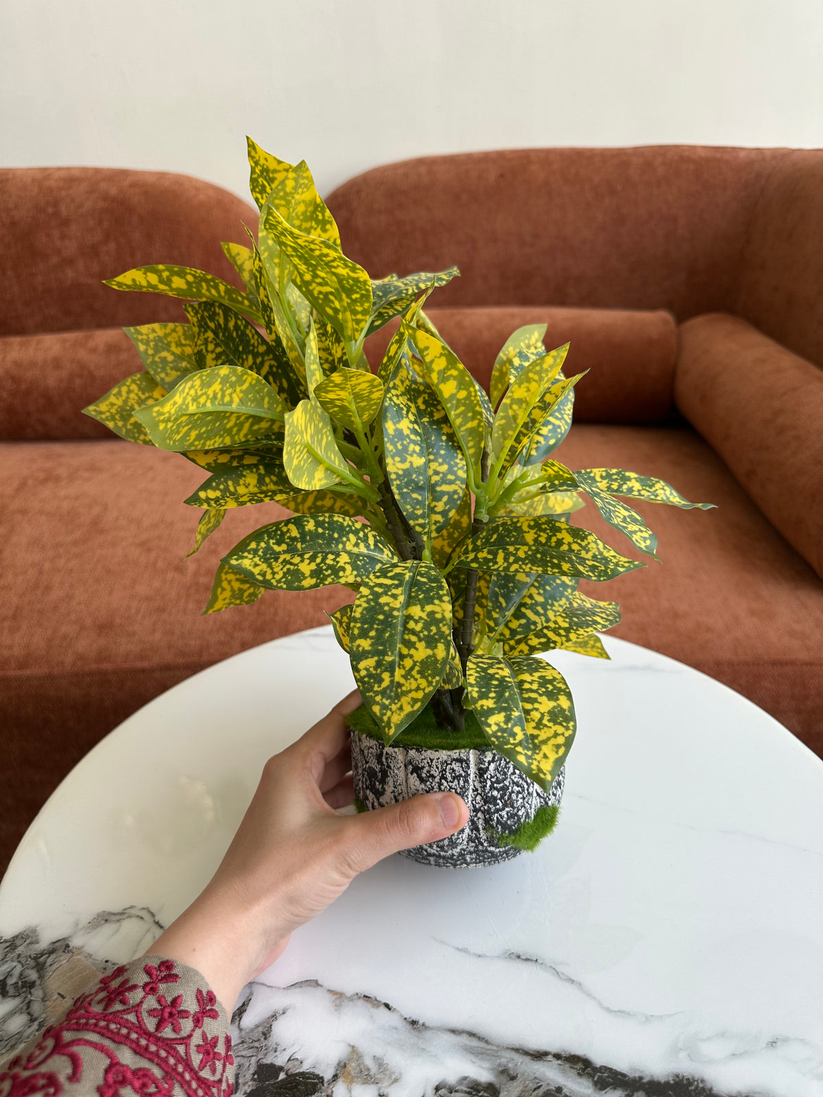 Golden Mist Plant