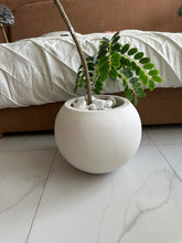 Greco Locust with Round White Texture Pot