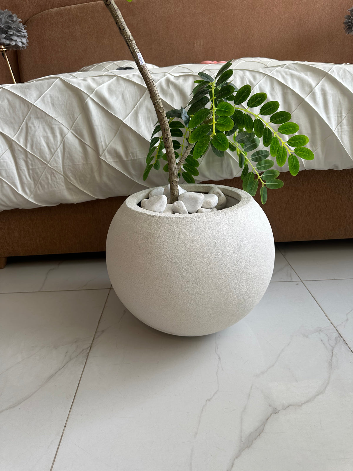 Greco Locust with Round White Texture Pot