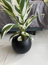 Round Pot with Plant (001)