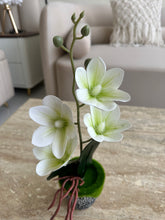 Orchid Planter with black pot 018