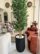Bambo plant with U Pot