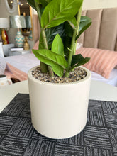 Dwarf plant with pot 03