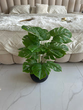 Round Pot  Plant (010)