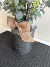 Cotton plant with pot