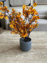 Yellow Eucalyptus with Grey Planter