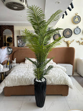 Areca Palm Tree with Large Black Planter 02