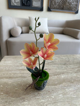 Peach Orchid Planter with black pot 020