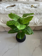 Round Pot  Plant (004)