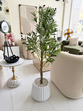 Olive plant with Alpha pot