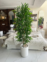 Bambo plant with Aster Pot
