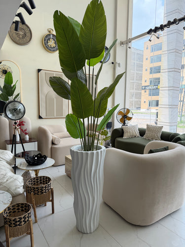 Banana plant with Wavy Pot Large