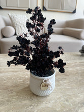 Black Eucalyptus with White Planter