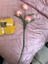 Pom Pom Chrysanthemum Flowers