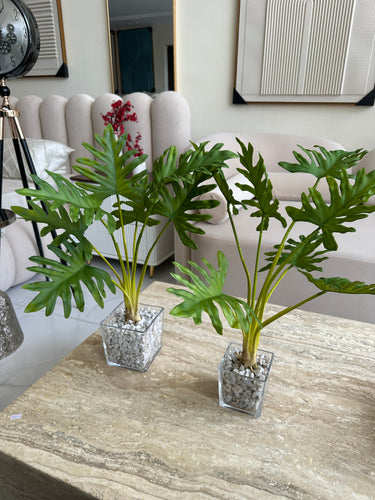 Glass Planter with Turtle plant