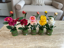 Dahlia Flower Standing Bunch