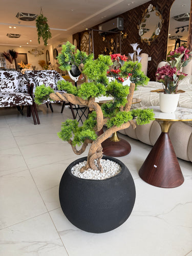 Bonsai with Round Textured Pot