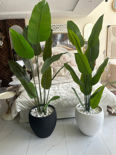 Banana Plant with Hugo Pot