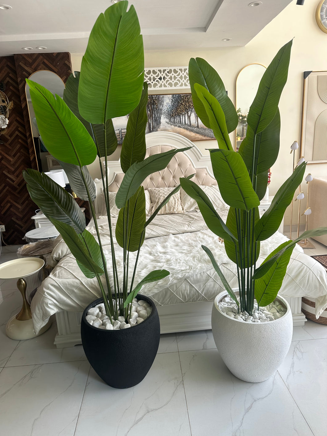 Banana Plant with Hugo Pot