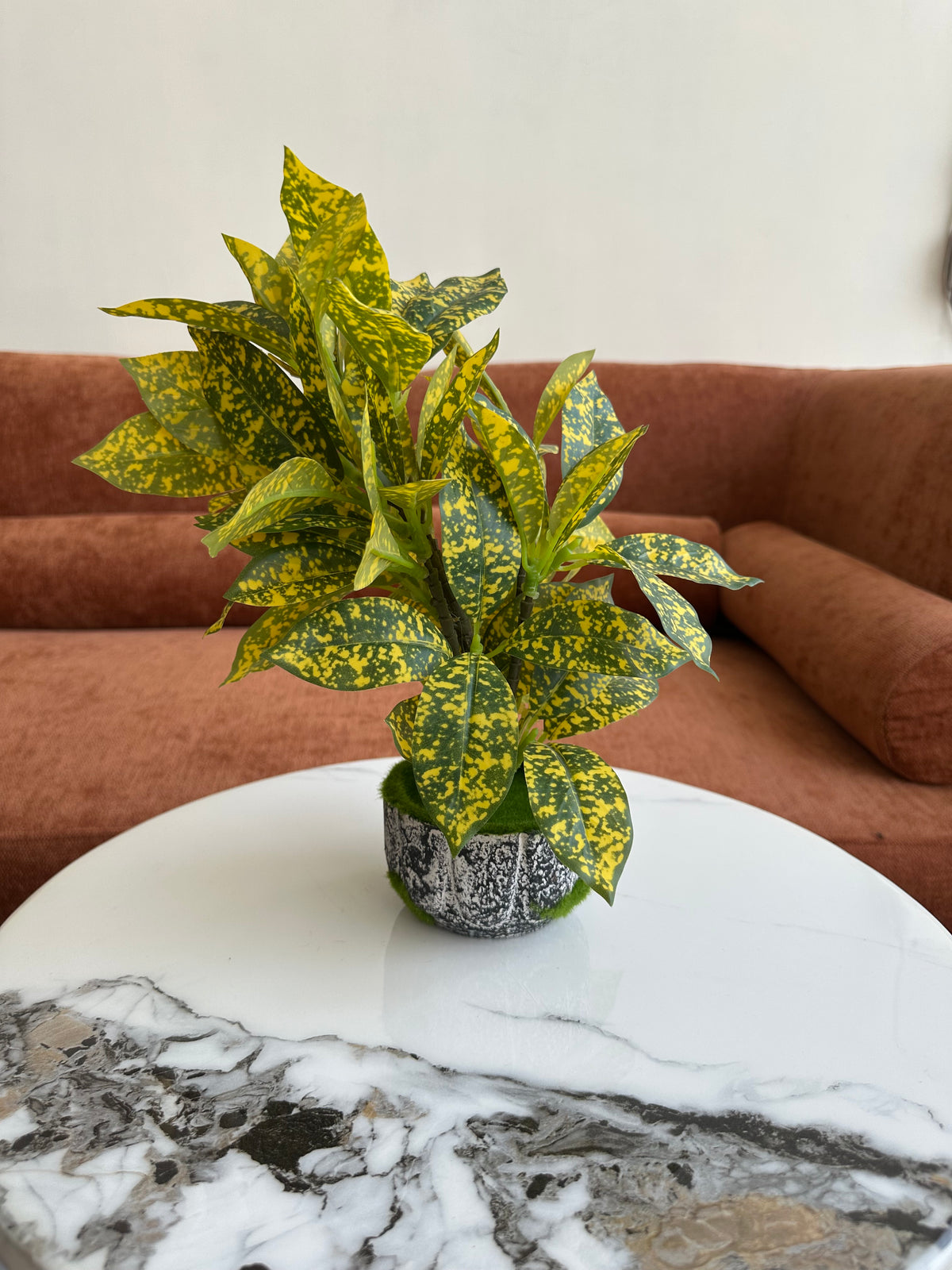 Golden Mist Plant