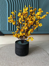 Yellow Eucalyptus with Black Planter