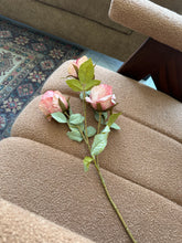 Pink Roses Stem
