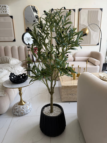 Olive plant with Alpha pot