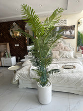 Palm plant with Aster Pot