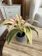 Cordyline Planter Grey