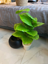 Round Pot with Plant (004)