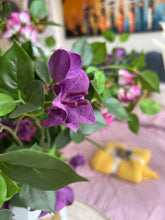 Bougainvillea Flower Stem
