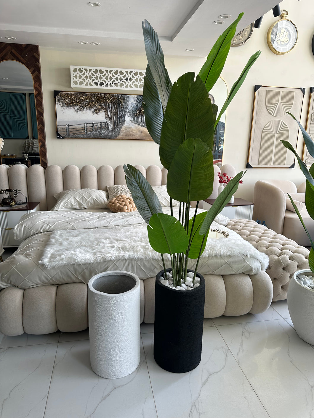 Banan plant with Cylinder Tall Planter