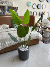 Banana Plant with Grey Texture Pot