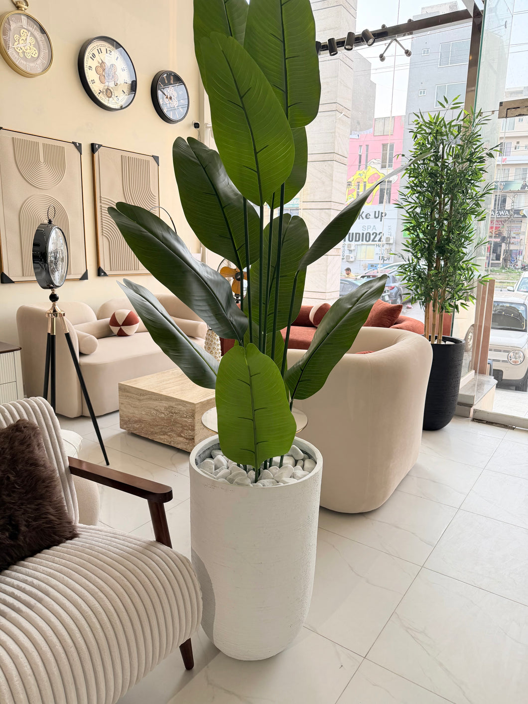 Banana plant with U Pot