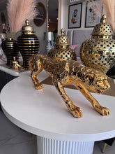 Shiny leopard Imported
