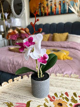 Orchid Planter 005